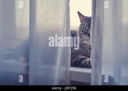 Silhouette di un gatto alla finestra dietro la tenda. Cucciolo ombra sul davanzale dietro una tenda trasparente Foto Stock