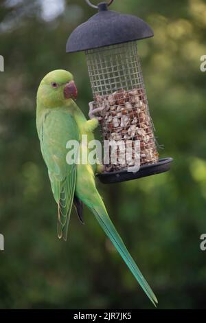 Parakeet mangiare da alimentatore di uccelli Foto Stock