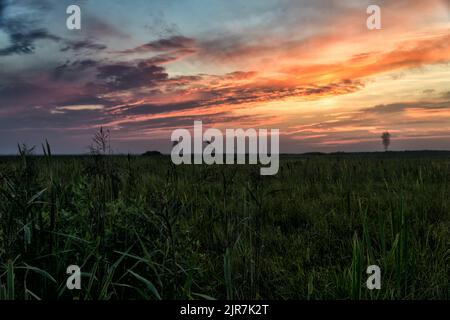 Tramonto sulla palude in estate. Paesaggio del Parco Nazionale di Biebrza in Polonia, Europa. Nuvole drammatiche sul prato. Foto Stock