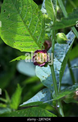 Schwarze Tollkirsche (Atropa belladonna) - blühende Pflanze Foto Stock