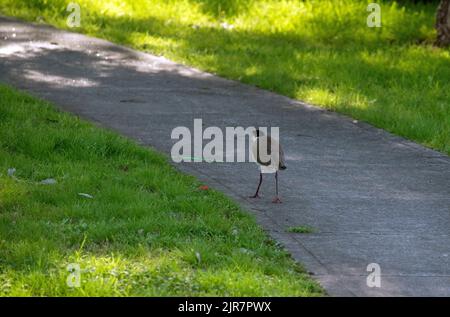 Un australiano Masked Lapwing (Vanellus Miles) cammina in un parco a Sydney, NSW, Australia (Foto di Tara Chand Malhotra) Foto Stock