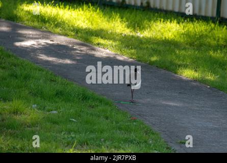 Un australiano Masked Lapwing (Vanellus Miles) cammina in un parco a Sydney, NSW, Australia (Foto di Tara Chand Malhotra) Foto Stock