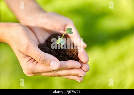 mani che tengono pianta che cresce in manciata di suolo Foto Stock