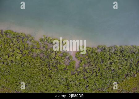 Antenna di mangrovie lungo le rive di Graham Creek sulla Curtis Island Queensland Australia Foto Stock