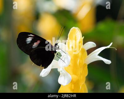 Primo piano di una farfalla nera con macchie bianche e arancioni su ali chiuse, un Postino Rosso o Heliconius erato, appollaiato su un fiore di pianta di gamberetti gialli. Foto Stock
