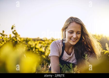 Alzandosi vicino e personale con i suoi raccolti. Una giovane donna che tende ai suoi raccolti in una fattoria. Foto Stock
