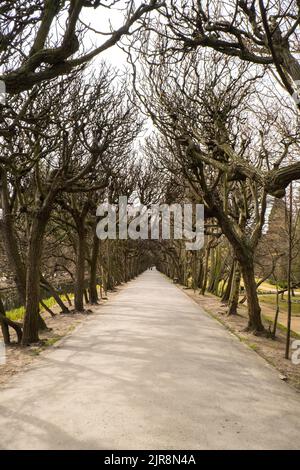 Panca vuota in legno nel parco in una giornata nuvolosa nella stagione primaverile autunnale. Parco Olivia pubblico a Gdansk Polonia. Parco cittadino con panchine paesaggio. Giardino urbano con luci di strada lungo vialetto vista prospettica su sfondo paesaggio urbano, vuoto luogo pubblico con alberi verdi unità con natura luogo tranquillo Foto Stock