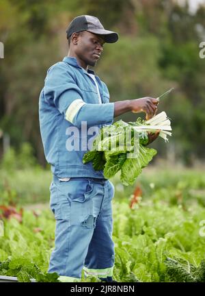 Azienda agricola, campo e agricoltura agricoltore in natura taglio di prodotti verdi pronti per il raccolto. Uomo di lavoro e sostenibilità fattoria Hand Farming e. Foto Stock