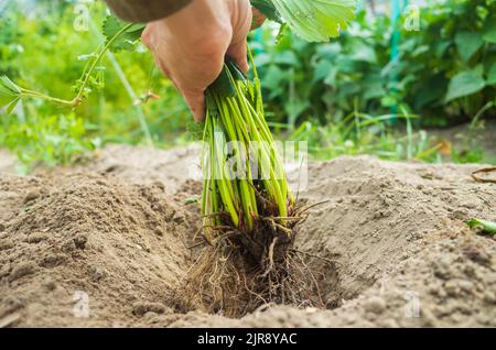 Le mani umane piantano una piantina agricola nel giardino. Terreno coltivato primo piano. Concetto di giardinaggio. Agricoltura piante che crescono in fila di letto Foto Stock