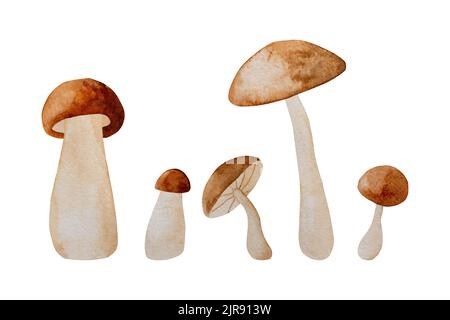 Dipinti di funghi autunnali Foto Stock