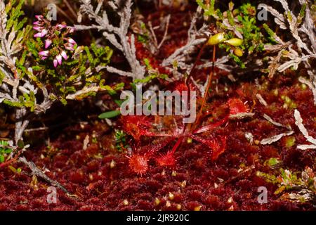 Rugiada a foglia tonda (Drosera rotundifolia) in muschio rosso, Norvegia settentrionale Foto Stock