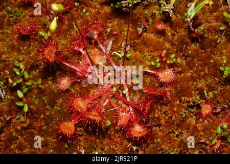 Rugiada tonda (Drosera rotundifolia) nel muschio rosso dello squalo, Norvegia settentrionale Foto Stock