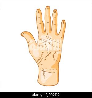 Mano umana con linee sul palmo. Divinazione a mano, palmistry. Illustrazione Vettoriale