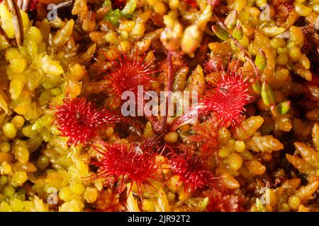 Rugiada tonda (Drosera rotundifolia) nel muschio dello Sfagnum, Norvegia settentrionale Foto Stock