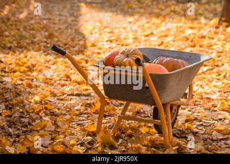 Zucche arancioni nella carriola che si accoppiano sulle foglie di acero autunnale. Foto Stock