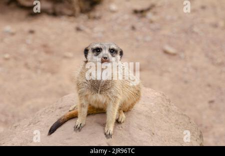 Egli meerkat, chiamato anche suricati o obsoleto Scharrtier, è una specie di mammifero della famiglia delle Mongoose Foto Stock