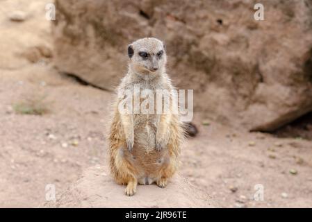 Egli meerkat, chiamato anche suricati o obsoleto Scharrtier, è una specie di mammifero della famiglia delle Mongoose Foto Stock