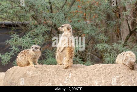 Egli meerkat, chiamato anche suricati o obsoleto Scharrtier, è una specie di mammifero della famiglia delle Mongoose Foto Stock