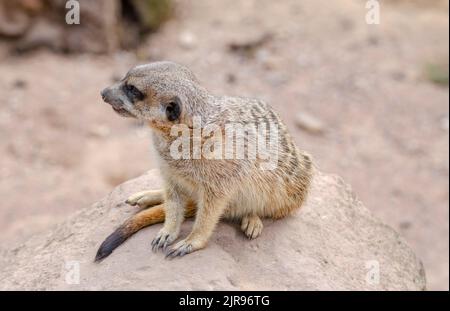 Egli meerkat, chiamato anche suricati o obsoleto Scharrtier, è una specie di mammifero della famiglia delle Mongoose Foto Stock