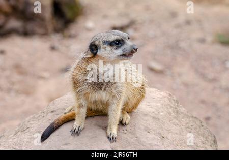 Egli meerkat, chiamato anche suricati o obsoleto Scharrtier, è una specie di mammifero della famiglia delle Mongoose Foto Stock