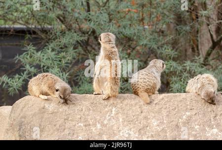 Egli meerkat, chiamato anche suricati o obsoleto Scharrtier, è una specie di mammifero della famiglia delle Mongoose Foto Stock