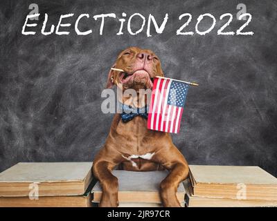 Amabile, cane grazioso che tiene una bandiera americana Foto Stock