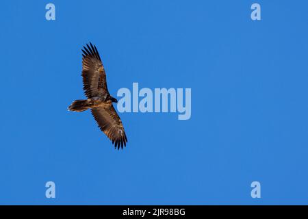 Giovane avvoltoio barbuto (Gypaetus barbatus) contro il cielo blu nell'Oberland bernese Foto Stock