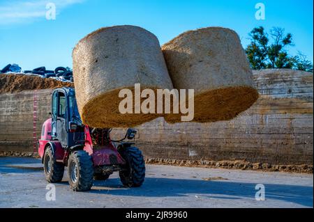 L'agricoltore scarica rotopresse di paglia con un caricatore frontale che immagazzina il fieno in azienda. Rotoli di fieno come alimentazione di foraggio per bovini da carne e da latte, ovini e cavalli Foto Stock