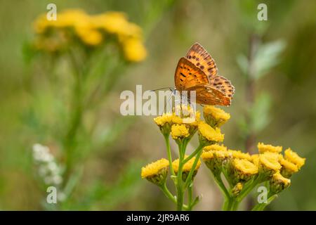 Il rame scarso, una farfalla femmina arancione e marrone, seduta su un fiore giallo tansy selvaggio che cresce in una foresta. Sfondo verde sfocato. Foto Stock