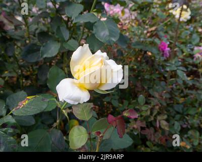 Germoglio di rosa giallo pallido appena che comincia ad aprirsi Foto Stock