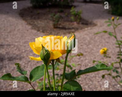 Grande rosa multicolore gialla con un paio di gemme su sfondo sfocato Foto Stock