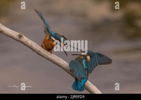 questo è il mio territorio Foto Stock