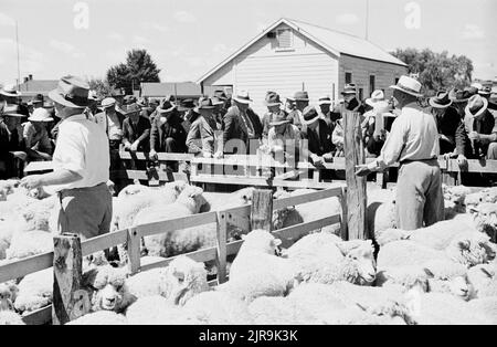 Waipukurau saleyards, pecore in vendita all'asta, febbraio 1941, Hawke's Bay, di Eric Lee-Johnson. Foto Stock