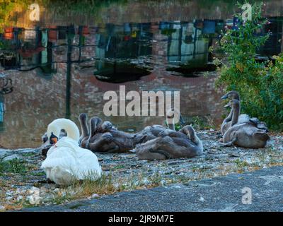 Un cigno muto guarda un crèche cygnet accanto ad un lago a Chichester, con le acque cristalline che riflettono il vicino moderno sviluppo residenziale. Foto Stock