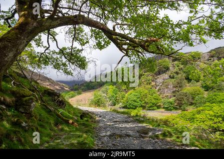 Il sentiero Watkin che conduce a CWM Llan sopra Nantgwynant nel parco nazionale di Snowdonia, Galles del Nord. Foto Stock