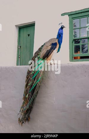 Un pavone colorato appollaiato sulla recinzione Foto Stock