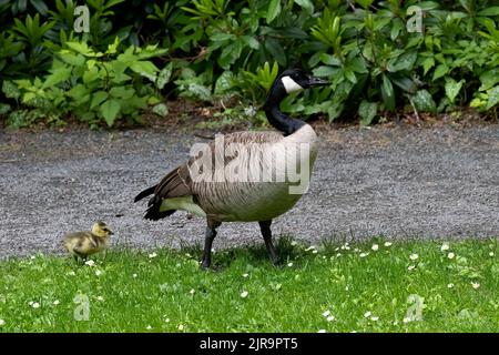 L'oca e gosling al parco della Roya Roads University, Victoria, BC Canada Foto Stock