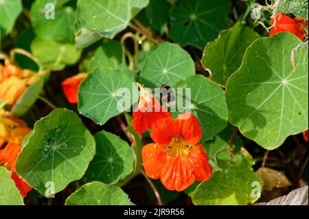 I fiori arancioni di un nasturzio hanno attratto una bella ape. E 'occupato volare tra i fiori. Foto Stock