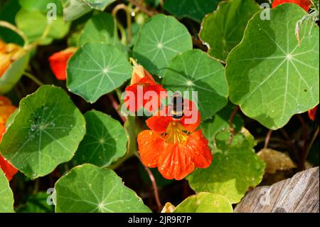 Decollo raggiunto, un'ape bumble sta volando via da un fiore di nasturzio arancione Foto Stock