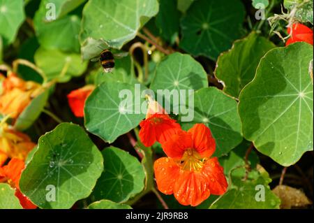 Un'ape bumble sta volando sopra un nasturzio, cercando un fiore che non ha visitato ancora. Foto Stock