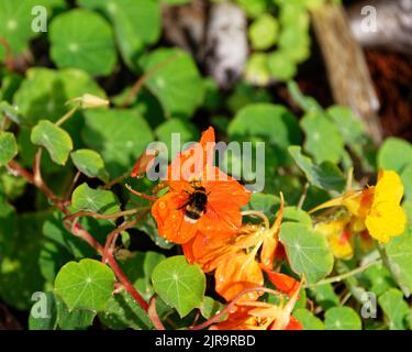 Le goccioline d'acqua circondano un'ape che si nuda su un fiore di nasturzio arancione. Foto Stock
