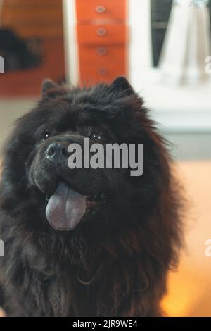 Immagine verticale di un Chow Chow sullo sfondo sfocato Foto Stock