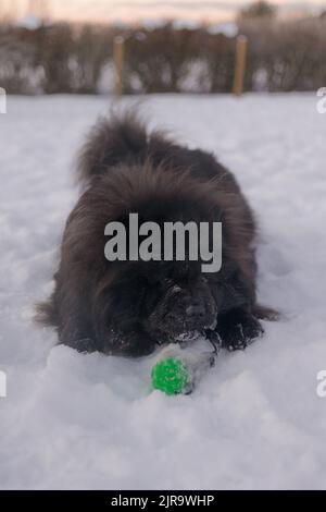 Un colpo verticale di un Chow Chow sdraiato a terra in inverno Foto Stock