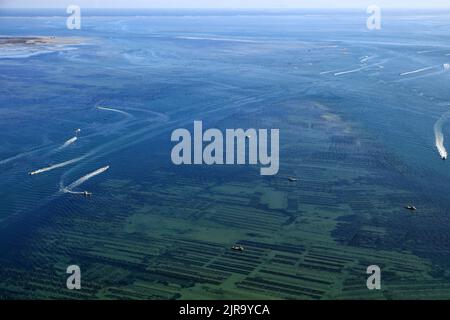 Dipartimento della Gironda (Francia sud-occidentale): Vista aerea delle ostriche, ostriche vere e proprie, ostriche del Pacifico (ostriche giapponesi o ostriche Miyagi, Crassostrea Foto Stock