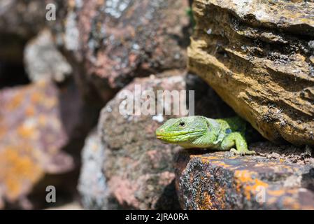 Spagnolo selvaggio Ocellated Lizard nel suo habitat naturale tra le rocce Foto Stock