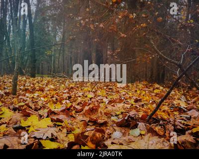 Maple lascia sfondo. Colorato backround di autunno caduto acer foglie. Foto Stock