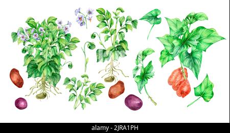 Set di illustrazione di acquerello verde patata Bush su sfondo bianco. Ortaggi a radice cruda, batata, piante da giardino dipinte a mano. Elemento di design per desig Foto Stock