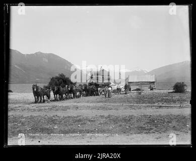 Loading wool, Pembroke, Lake Wanaka, Nuova Zelanda, di Muir & Moodie. Foto Stock