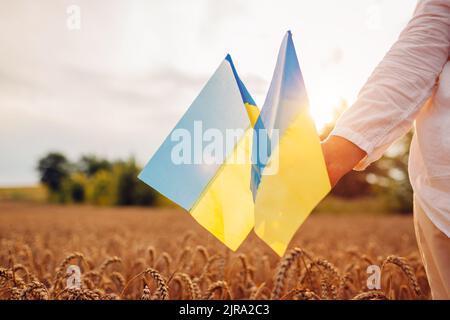 Giornata dell'indipendenza dell'Ucraina. Primo piano delle bandiere blu e gialle ucraine in campo con grano. Primo piano del simbolo Foto Stock