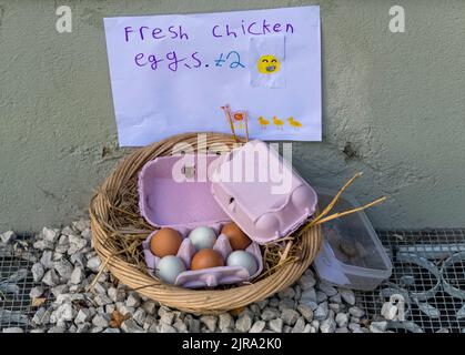 Uova di pollo fresche in vendita in piccolo cestino di vimini, Flamstead, Hertfordshire UK Foto Stock